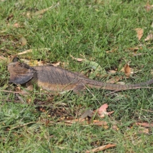 Pogona barbata at Acton, ACT - suppressed