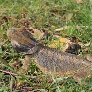 Pogona barbata at Acton, ACT - suppressed