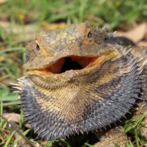 Pogona barbata at Acton, ACT - suppressed