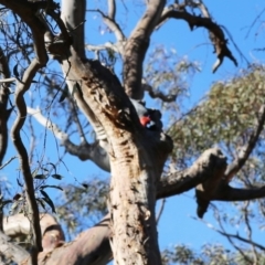 Callocephalon fimbriatum (Gang-gang Cockatoo) at ANBG - 5 Dec 2019 by HelenCross