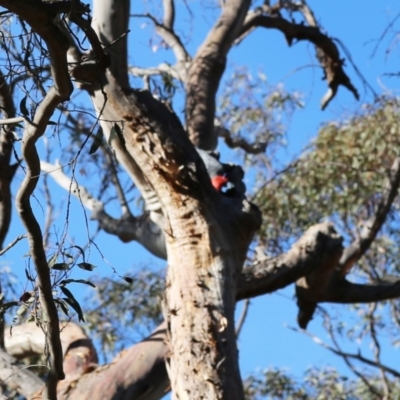 Callocephalon fimbriatum (Gang-gang Cockatoo) at ANBG - 5 Dec 2019 by HelenCross