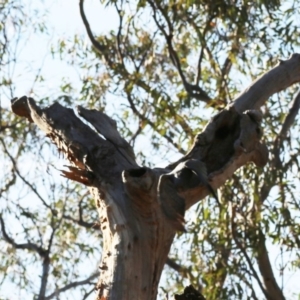 Callocephalon fimbriatum at Acton, ACT - 6 Dec 2019