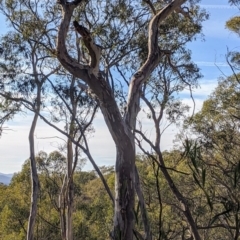 Callocephalon fimbriatum at Acton, ACT - 6 Dec 2019