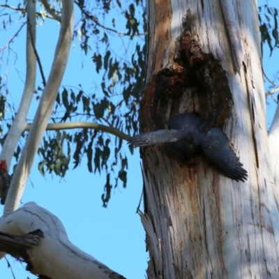 Callocephalon fimbriatum (Gang-gang Cockatoo) at Acton, ACT - 5 Dec 2019 by HelenCross