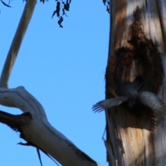 Callocephalon fimbriatum at Acton, ACT - 6 Dec 2019