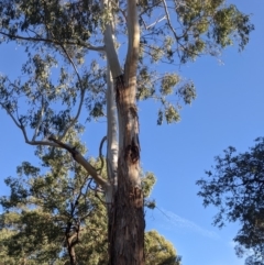 Callocephalon fimbriatum at Acton, ACT - 6 Dec 2019