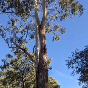 Callocephalon fimbriatum at Acton, ACT - 6 Dec 2019