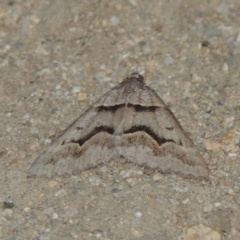Dichromodes atrosignata (Black-signed Heath Moth ) at Tennent, ACT - 11 Nov 2019 by MichaelBedingfield
