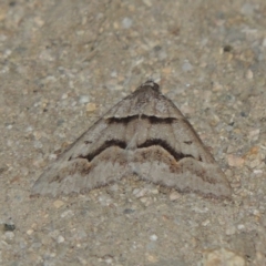 Dichromodes atrosignata (Black-signed Heath Moth ) at Tennent, ACT - 11 Nov 2019 by michaelb