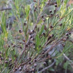 Kunzea ericoides (Burgan) at Tennent, ACT - 11 Nov 2019 by MichaelBedingfield