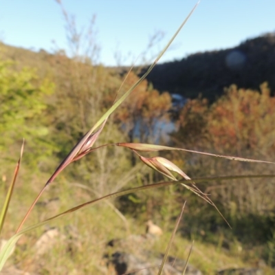 Themeda triandra (Kangaroo Grass) at Tennent, ACT - 11 Nov 2019 by MichaelBedingfield