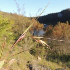 Themeda triandra (Kangaroo Grass) at Gigerline Nature Reserve - 11 Nov 2019 by michaelb