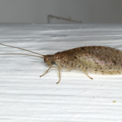 Micromus tasmaniae (Tasmanian Brown Lacewing) at Ainslie, ACT - 27 Oct 2019 by jb2602