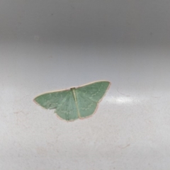 Chlorocoma dichloraria (Guenee's or Double-fringed Emerald) at Belanglo State Forest - 6 Dec 2019 by Margot