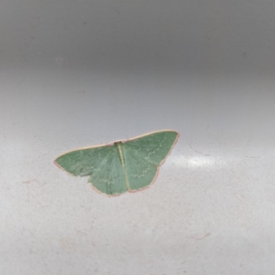 Chlorocoma dichloraria (Guenee's or Double-fringed Emerald) at Belanglo State Forest - 5 Dec 2019 by Margot