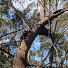 Varanus varius (Lace Monitor) at Belanglo State Forest - 6 Dec 2019 by Margot