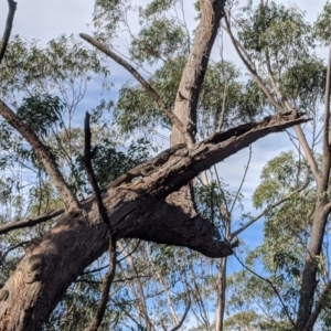 Varanus varius at Wingecarribee Local Government Area - suppressed