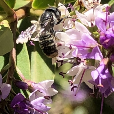Megachile sp. (several subgenera) (Resin Bees) at Aranda, ACT - 6 Dec 2019 by Jubeyjubes