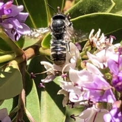 Megachile sp. (several subgenera) at Aranda, ACT - 6 Dec 2019
