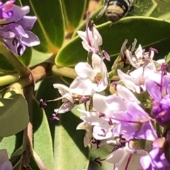 Megachile sp. (several subgenera) at Aranda, ACT - 6 Dec 2019