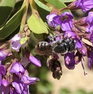 Megachile sp. (several subgenera) at Aranda, ACT - 6 Dec 2019