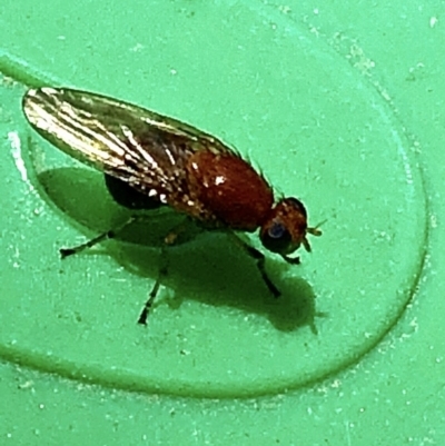 Sapromyza sp. (genus) (A lauxaniid fly) at Aranda, ACT - 5 Dec 2019 by Jubeyjubes