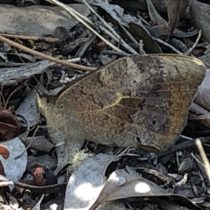 Heteronympha merope at Aranda, ACT - 5 Dec 2019