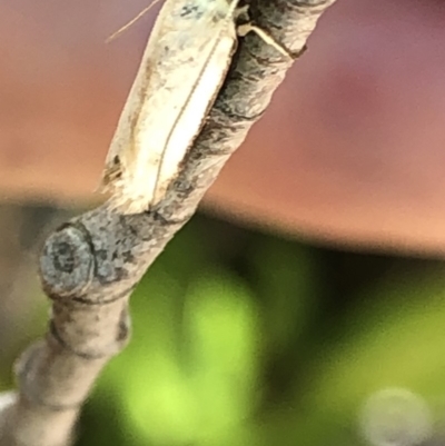 Philobota productella (Pasture Tunnel Moth) at Aranda, ACT - 5 Dec 2019 by Jubeyjubes