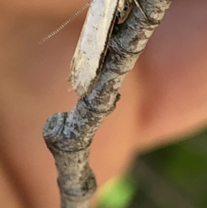 Philobota productella at Aranda, ACT - 5 Dec 2019 12:54 PM