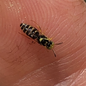 Euryglossinae (subfamily) at Aranda, ACT - 6 Dec 2019 12:42 PM