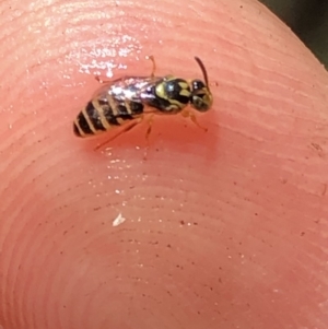 Euryglossinae (subfamily) at Aranda, ACT - 6 Dec 2019 12:42 PM