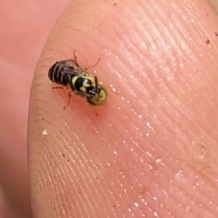 Euryglossinae (subfamily) at Aranda, ACT - 6 Dec 2019