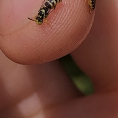 Euryglossinae (subfamily) at Aranda, ACT - 6 Dec 2019