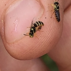 Euryglossinae (subfamily) at Aranda, ACT - 6 Dec 2019 12:42 PM