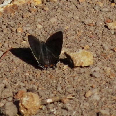 Unverified Blue or Copper (Lycaenidae) at Red Hill, ACT - 6 Dec 2019 by TomT