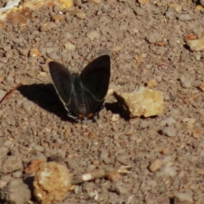 Unidentified Blue or Copper (Lycaenidae) at Red Hill, ACT - 5 Dec 2019 by TomT