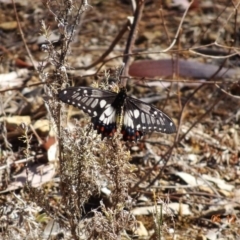 Papilio anactus (Dainty Swallowtail) at Red Hill Nature Reserve - 5 Dec 2019 by TomT