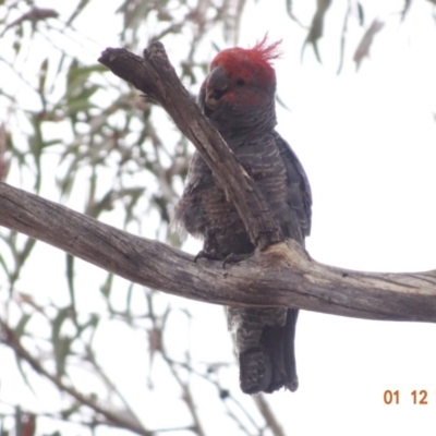 Callocephalon fimbriatum (Gang-gang Cockatoo) at Hughes Grassy Woodland - 1 Dec 2019 by TomT