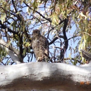 Accipiter fasciatus at Deakin, ACT - 6 Dec 2019