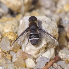 Villa sp. (genus) (Unidentified Villa bee fly) at Rendezvous Creek, ACT - 5 Dec 2019 by Marthijn