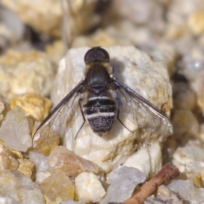 Villa sp. (genus) (Unidentified Villa bee fly) at Rendezvous Creek, ACT - 6 Dec 2019 by Marthijn