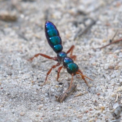 Diamma bicolor (Blue ant, Bluebottle ant) at Rendezvous Creek, ACT - 5 Dec 2019 by Marthijn