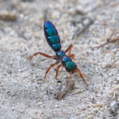 Diamma bicolor (Blue ant, Bluebottle ant) at Rendezvous Creek, ACT - 5 Dec 2019 by Marthijn