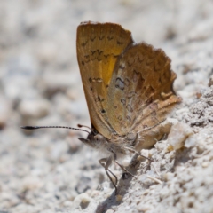 Paralucia aurifera (Bright Copper) at Rendezvous Creek, ACT - 6 Dec 2019 by Marthijn