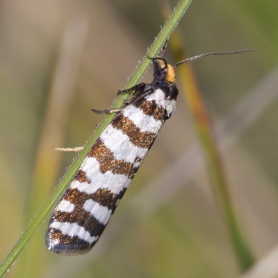 Technitis amoenana (A tortrix or leafroller moth) at Namadgi National Park - 5 Dec 2019 by Marthijn