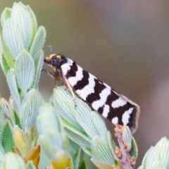 Technitis amoenana at Rendezvous Creek, ACT - 6 Dec 2019