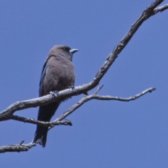Artamus cyanopterus (Dusky Woodswallow) at Rendezvous Creek, ACT - 6 Dec 2019 by Marthijn