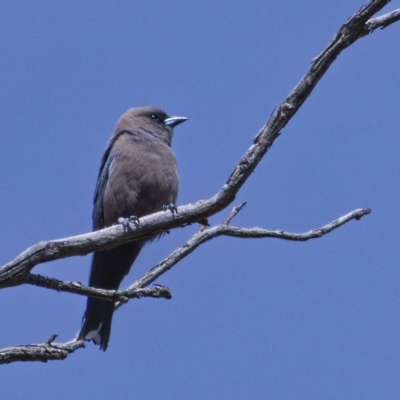 Artamus cyanopterus (Dusky Woodswallow) at Rendezvous Creek, ACT - 6 Dec 2019 by Marthijn