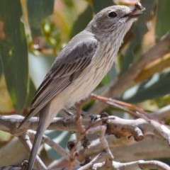 Pachycephala rufiventris (Rufous Whistler) at Rendezvous Creek, ACT - 6 Dec 2019 by Marthijn