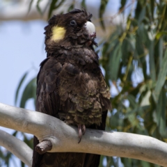 Zanda funerea (Yellow-tailed Black-Cockatoo) at Namadgi National Park - 6 Dec 2019 by Marthijn